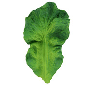 Игрушка-прорезыватель Oli&Carol Kendall the Kale